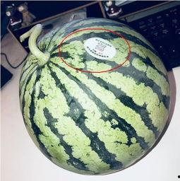 网红雅典娜吃瓜,揭秘娱乐圈幕后真相